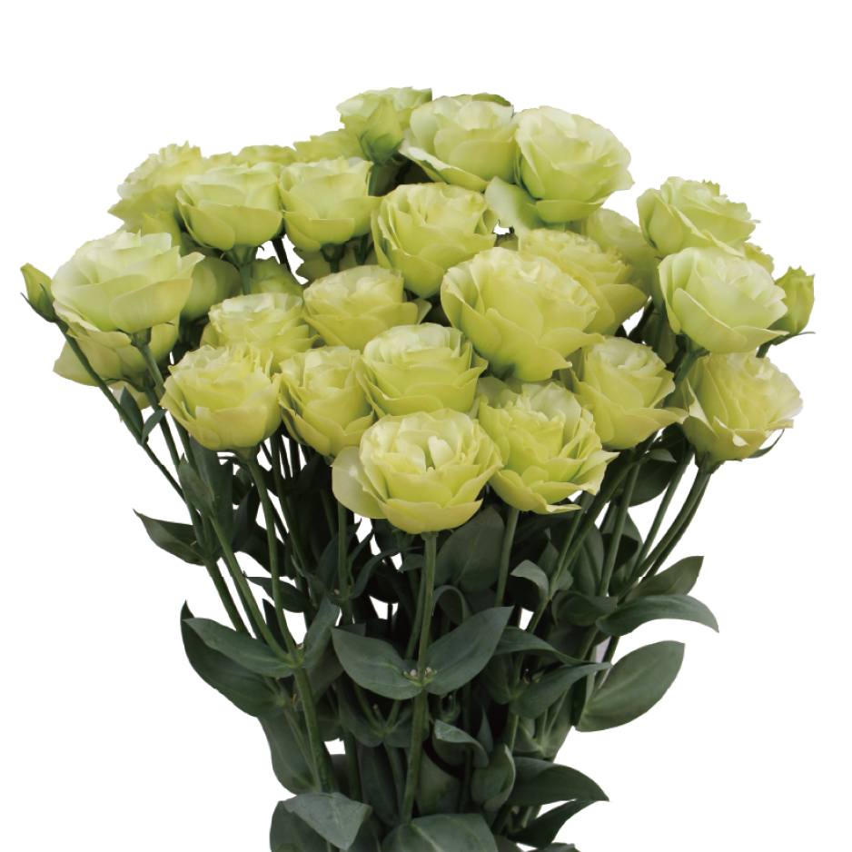 花き栽培のツボ | 福花園種苗株式会社